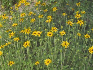 Yellow-Daisies